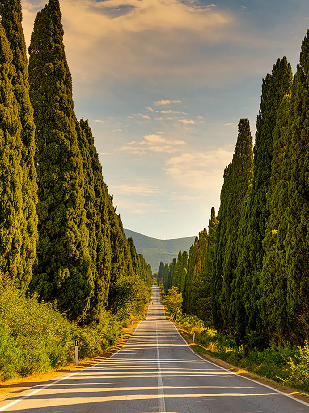 Bolgheri